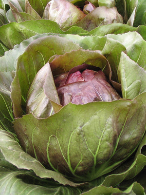 LEONARDO-RADICCHIO