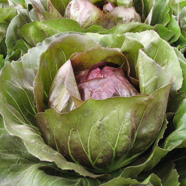 LEONARDO-RADICCHIO