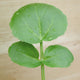 WATERCRESS-CRESS