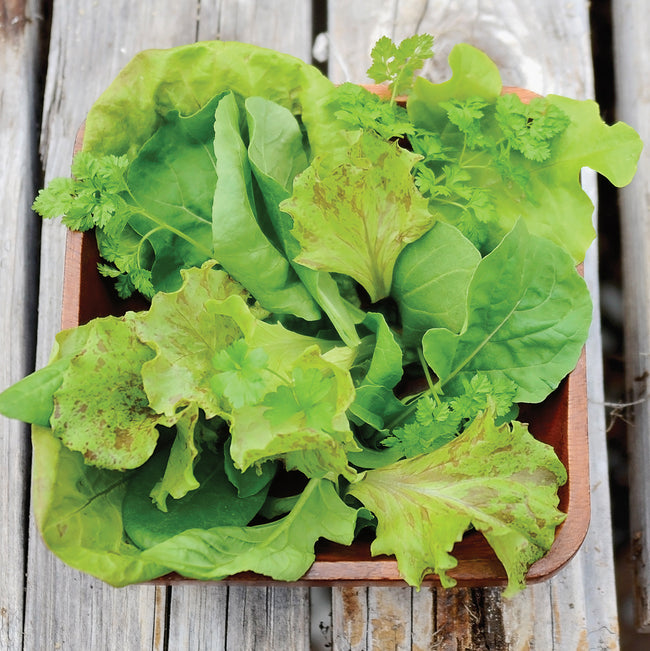 PROVENCAL WINTER MIX-GOURMET MESCLUN SALAD BLENDS