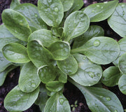 jade princess plant Jade Princess Millet Seed