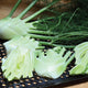 PRELUDIO-FENNEL