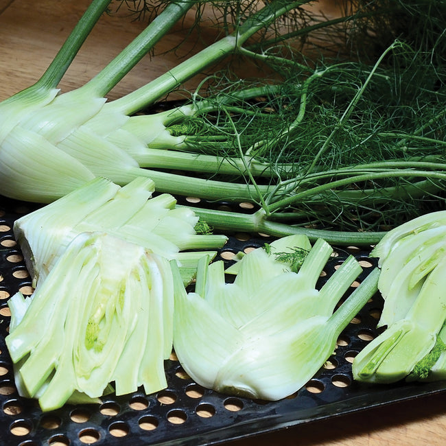 PRELUDIO-FENNEL