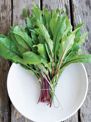 ITALIKO ROSSA-ITALIAN DANDELION