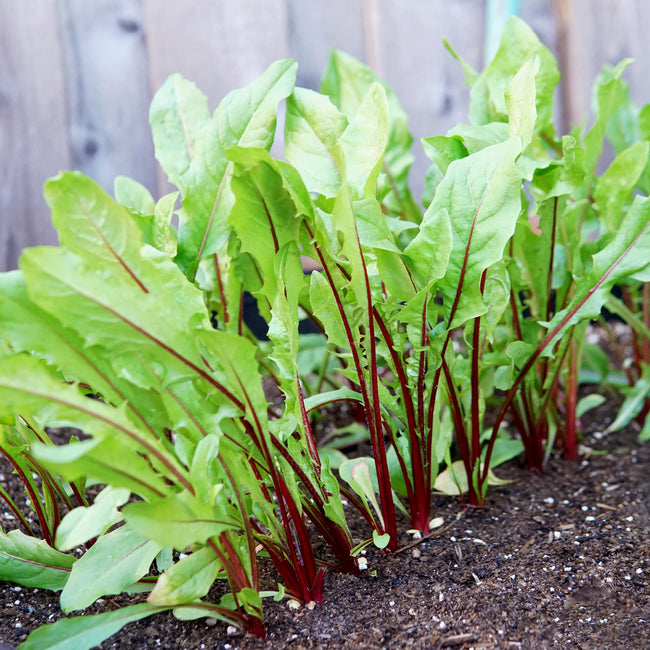 ITALIKO ROSSA-ITALIAN DANDELION