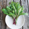 Top-down view of Italiko Rossa Italian dandelion leaves showing maroon-red stems and forest-green leaves on a white plate