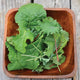 WINTER GREENS BLEND-GOURMET MESCLUN SALAD BLENDS