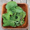 WINTER GREENS BLEND-GOURMET MESCLUN SALAD BLENDS