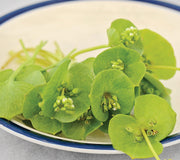 MINER'S LETTUCE-MINER'S LETTUCE