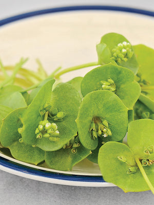 MINER'S LETTUCE-MINER'S LETTUCE