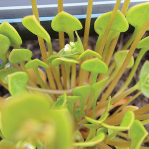 MINER'S LETTUCE-MINER'S LETTUCE