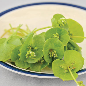 MINER'S LETTUCE-MINER'S LETTUCE