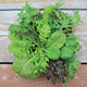 SWEET & SPICY BLEND-GOURMET MESCLUN SALAD BLENDS