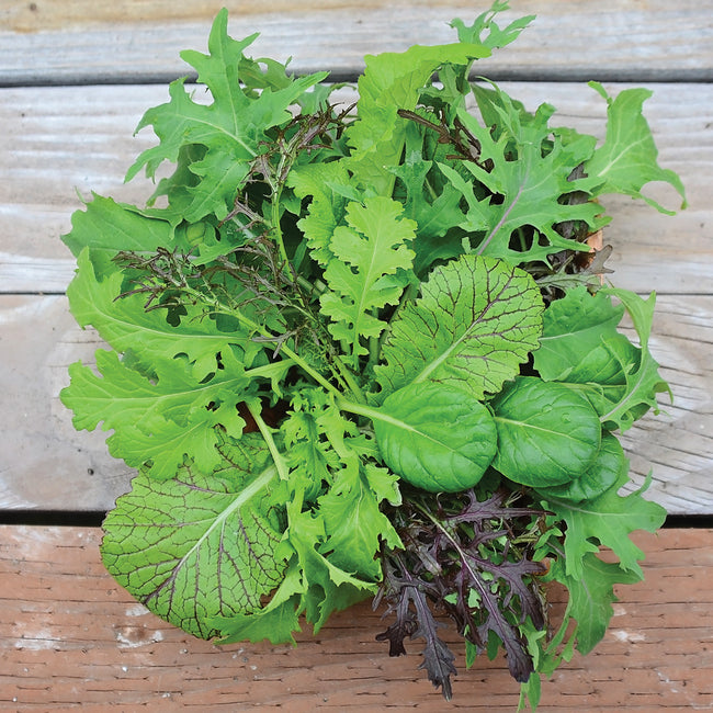 SWEET & SPICY BLEND-GOURMET MESCLUN SALAD BLENDS