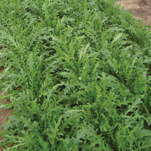 Territorial Seed Company Bellezia Arugula - Thumbnail 2