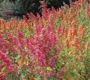 BRIGHTEST BRILLIANT RAINBOW-QUINOA