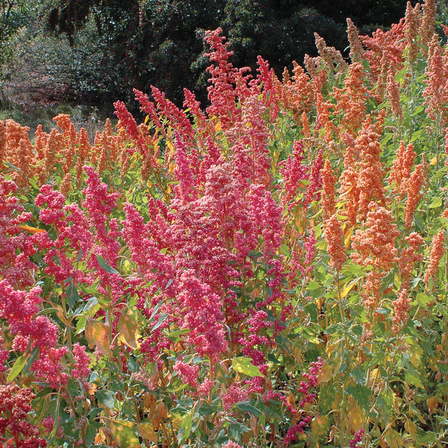 BRIGHTEST BRILLIANT RAINBOW-QUINOA