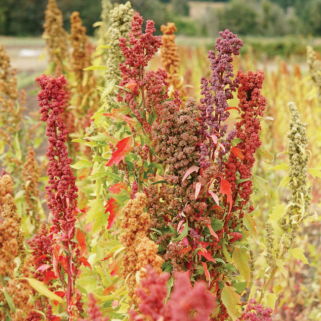 BRIGHTEST BRILLIANT RAINBOW-QUINOA