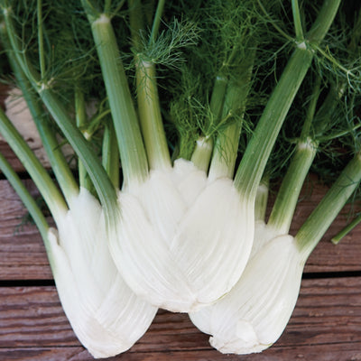 FINALE-FENNEL