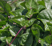 RED MALABAR SPINACH-MALABAR