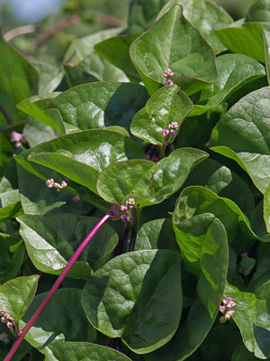 RED MALABAR SPINACH-MALABAR