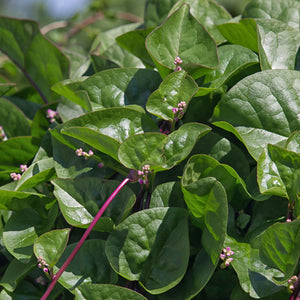 RED MALABAR SPINACH-MALABAR