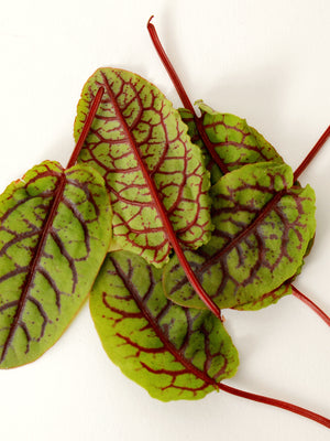RED VEINED SORREL-SORREL