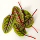 RED VEINED SORREL-SORREL