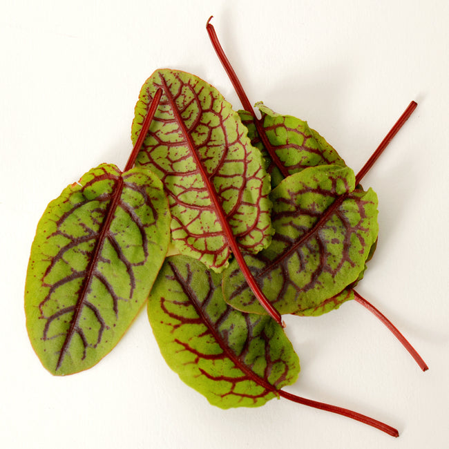RED VEINED SORREL-SORREL
