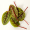 RED VEINED SORREL-SORREL