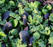 BRASSICA BABY/BRAISING MIX-GOURMET MESCLUN SALAD BLENDS