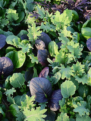 BRASSICA BABY/BRAISING MIX-GOURMET MESCLUN SALAD BLENDS