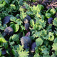 BRASSICA BABY/BRAISING MIX-GOURMET MESCLUN SALAD BLENDS