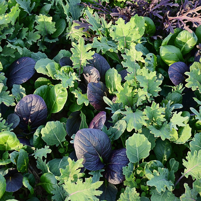 BRASSICA BABY/BRAISING MIX-GOURMET MESCLUN SALAD BLENDS