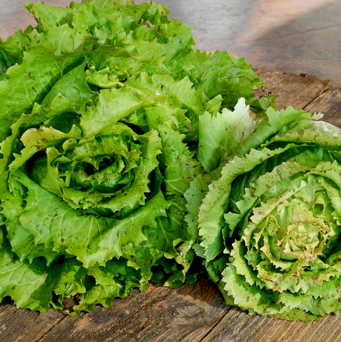 FENICE CASTELFRANCO-RADICCHIO