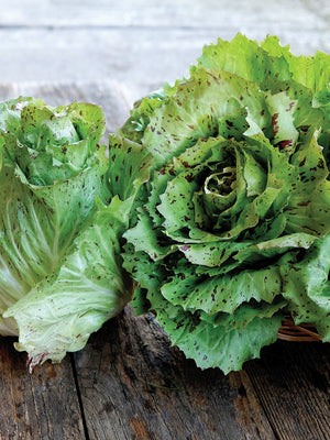 FENICE CASTELFRANCO-RADICCHIO