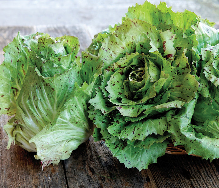 FENICE CASTELFRANCO-RADICCHIO