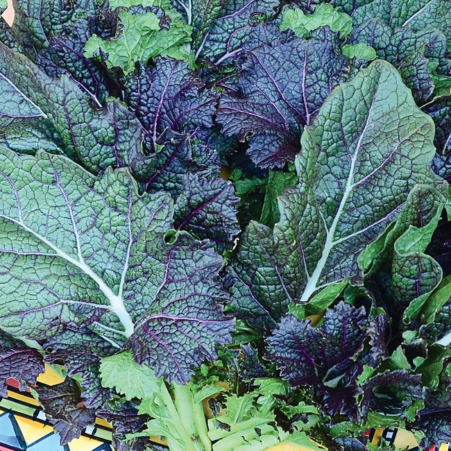 DRAGON TONGUE-MUSTARD