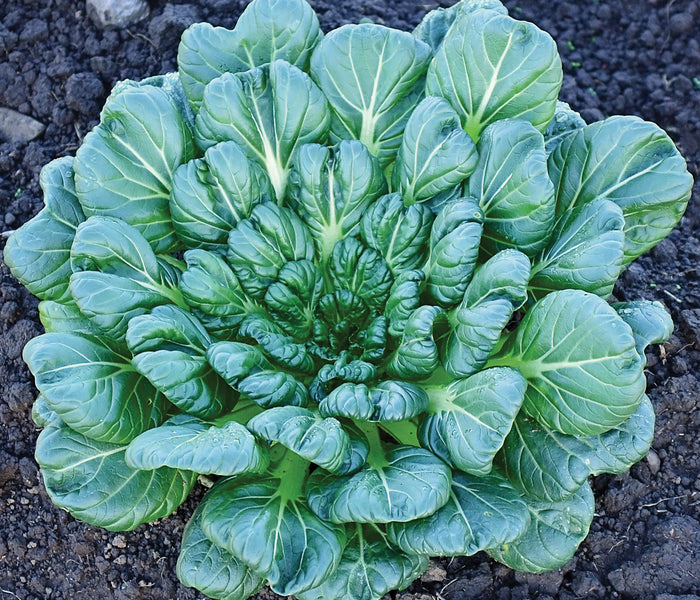 TAH TSAI TATSOI-MUSTARD