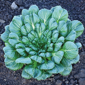 TAH TSAI TATSOI-MUSTARD