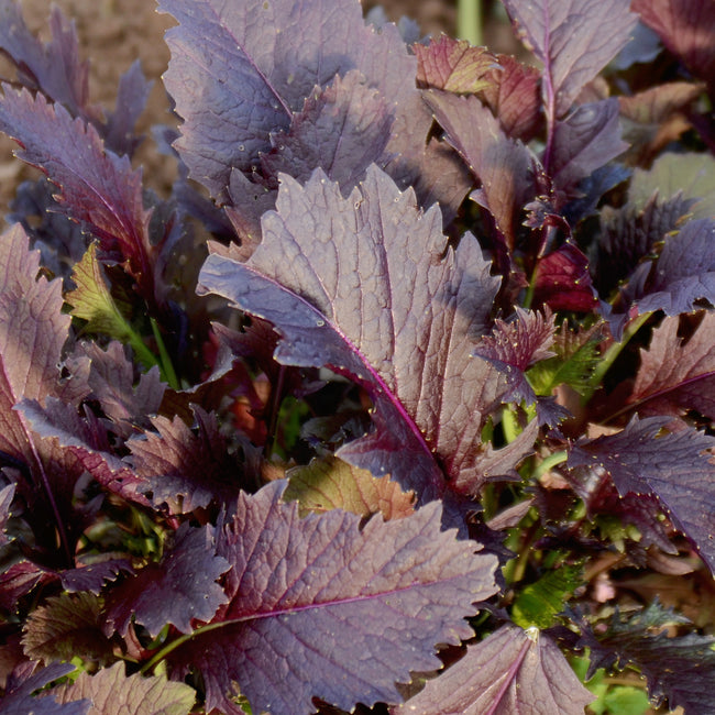 MIZ AMERICA MIZUNA-MUSTARD