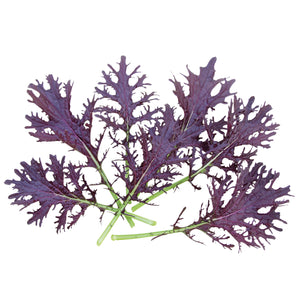 FRIZZY LIZZY-MUSTARD