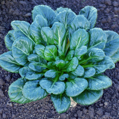 GREEN COIN TATSOI-MUSTARD