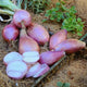 CONSERVOR-SHALLOT