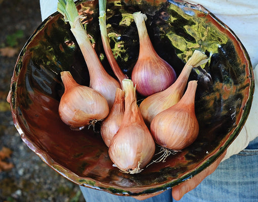 AMBITION-SHALLOT