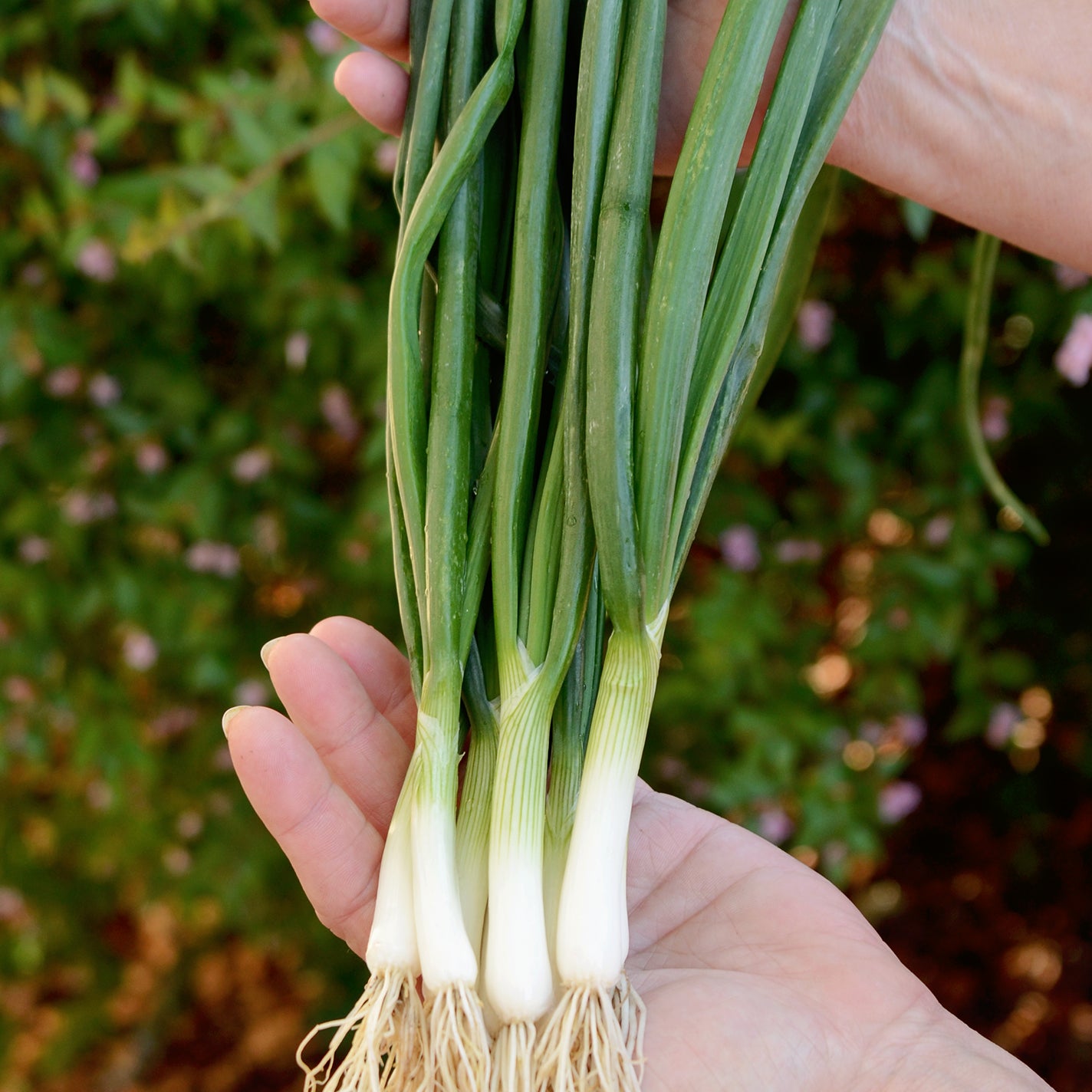 White Lisbon Onion Seed Tape Territorial Seed