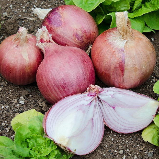 BLUSH PLANTS-ONION