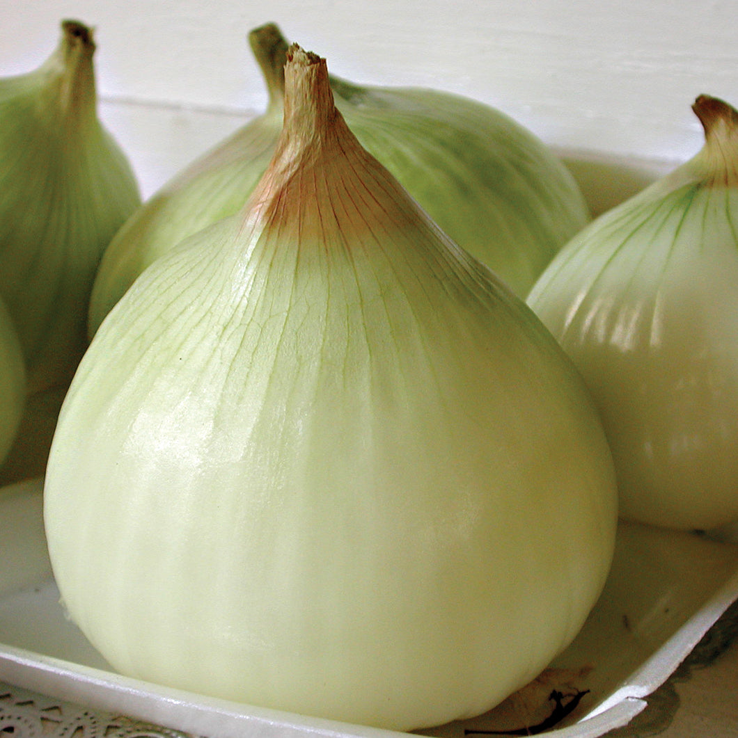 Territorial Seed Company Walla Walla Sweet Onion
