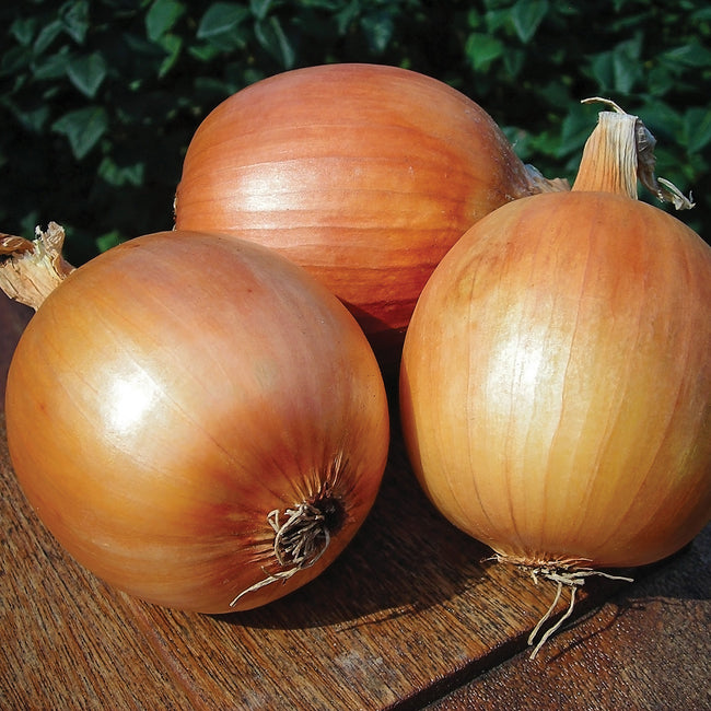 PATTERSON PLANTS-ONION