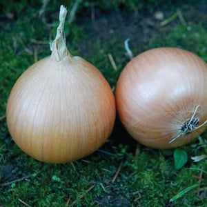 ONEIDA-ONION